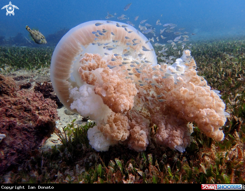 A Giant Ocean jellyfish