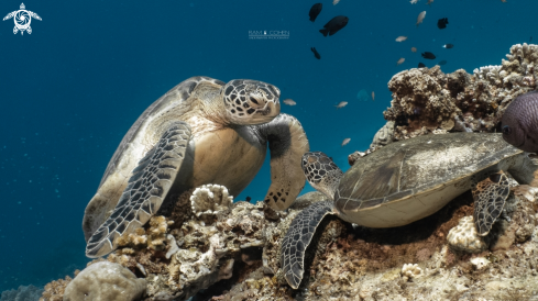 A Green sea turtle