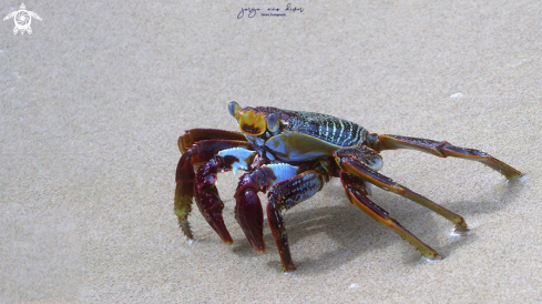 A Sally Lightfoot Crab