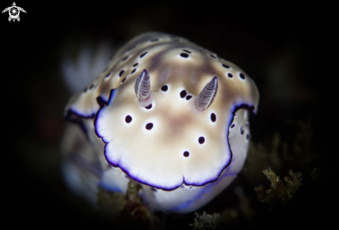 A Nudibranch