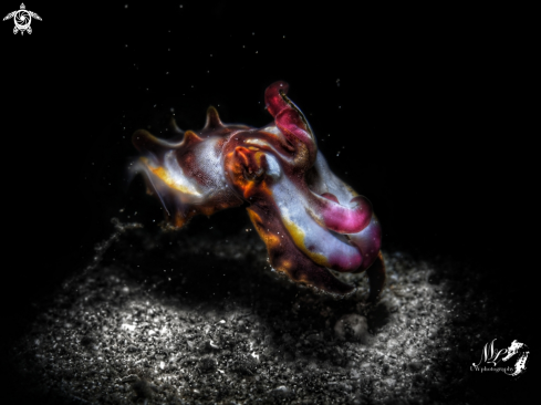 A Flamboyant cuttlefish 