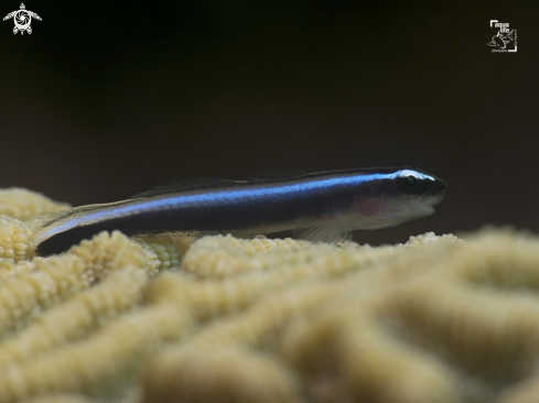 A Elacatinus lobeli | Caribbean Neon Goby