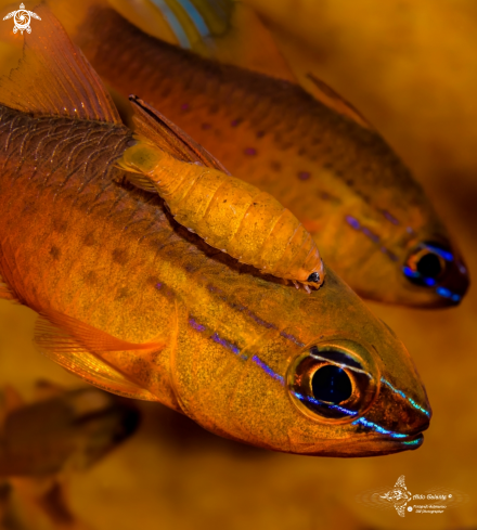 A Ostorhinchus apogonoides (Bleeker, 1856)  | Short Tooth Cardinalfish and Isopod Parasite.