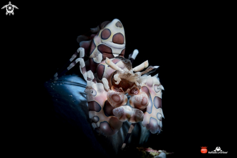 A Hymenocera picta | Harlequin shrimp