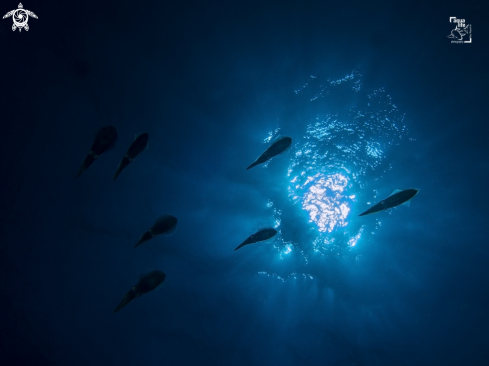 A Caribbean Reef Squid