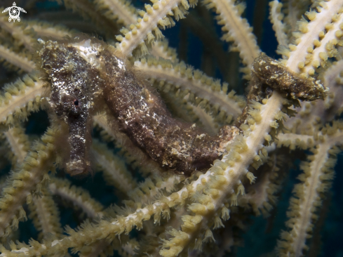 A Longsnout Seahorse