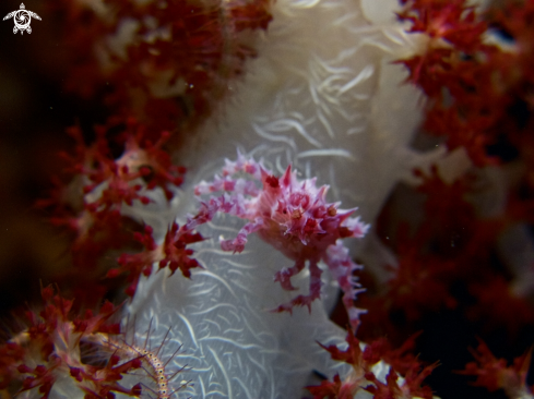 A Candy Crab