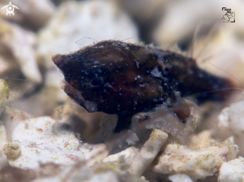 A Ogcocephalus nasutus | Juvenile Shortnose Batfish
