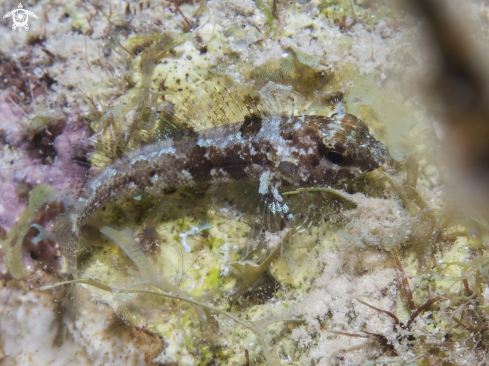 A Gobioclinus haitiensis | Longfin Blenny