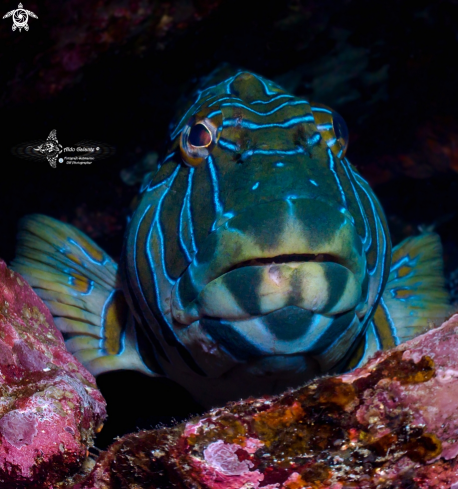 A Cirrhitus rivulatus (Valenciennes, 1846) | Giant Hawkfish