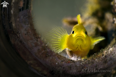 A Lemon goby (Lubricogobius exiguus) 