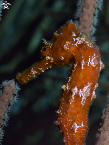 A Longsnout Seahorse