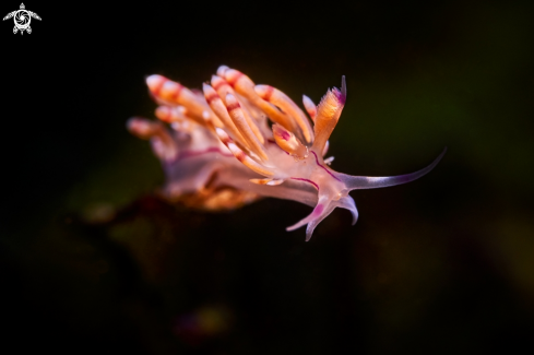 NUDIBRANCH