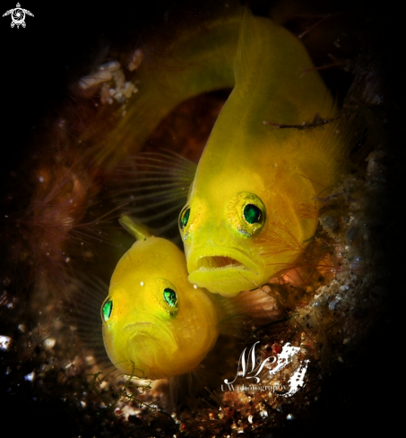 A Lubricogobius exiguus | Yellow pygmy Goby 