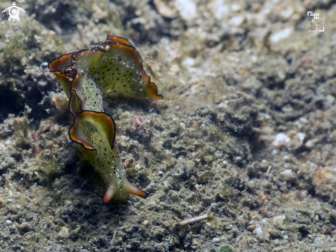 A Elysia ornata | Ornate Elysia