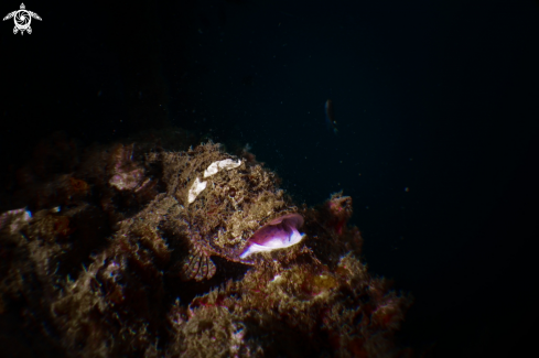 A Stonefish