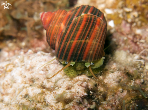 A Turbo cailletii | Filose Turban