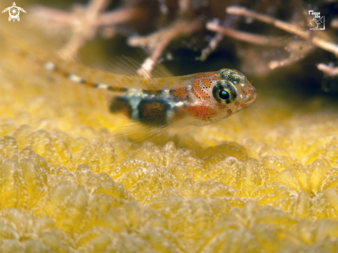 A Orangeside Goby