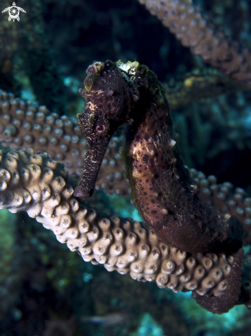 A Hippocampus reidi | Longsnout Seahorse