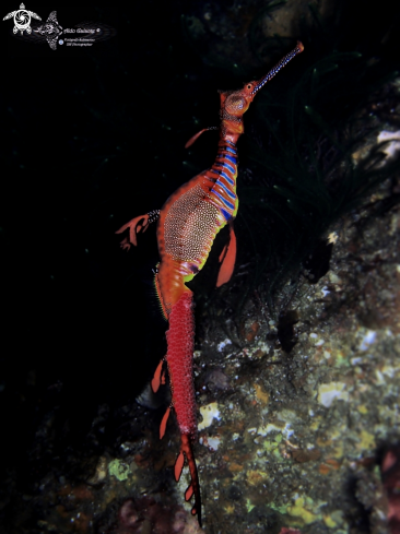 A Weedy Sea Dragon