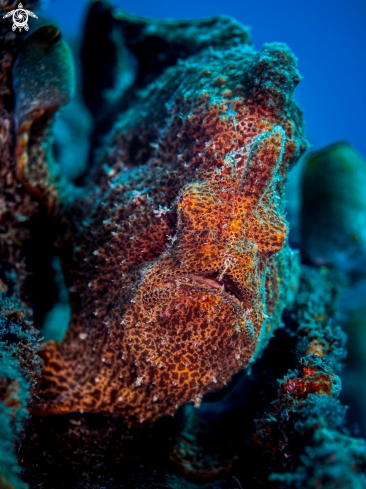 A Giant Frogfish