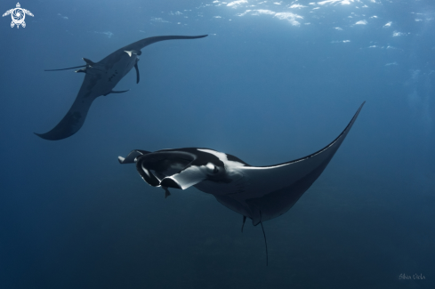 A Mobula Birostris | Giant Oceanic Manta