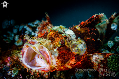 A Scorpaenopsis oxycephala | Tasseled scorpionfish