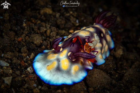 A Goniobranchus hintuanensis - Zenopontonia rex | Nudibranch