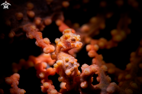 A Hippocampus bargibanti | SEAHORSE