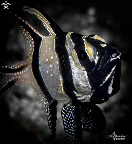 A Banggai Cardinalfish and Baby in the Mouth