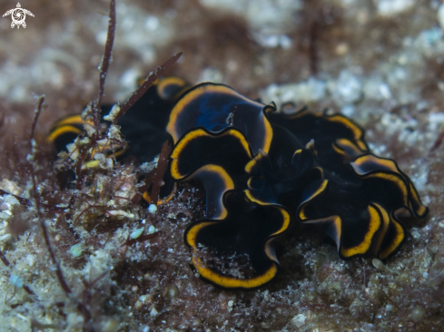 A Pseudobiceros splendidus | Splendid Flatworm