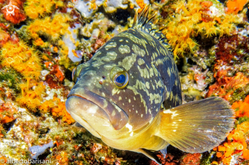 A Epinephelus marginatus | Cernia bruna, Dusky grouper