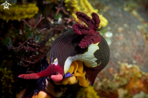 A NUDIBRANCH