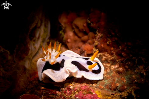 A Chromodoris dianae | NUDIBRANCH