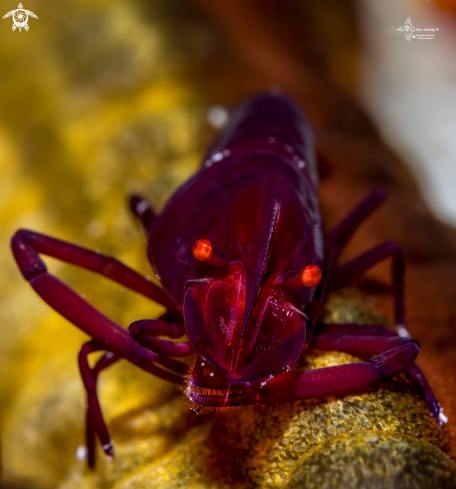 A Zenopontonia rex (Kemp, 1922)   | Emperor Shrimp