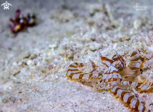 A Wunderpus photogenicus (Hochberg, Norman & Finn, 2006) -Metasepia pfefferi (Hoyle, 1885) | Wonderpus Octopus + Flamboyant Cuttlefish