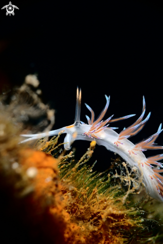 A Cratena peregrina nudibranch