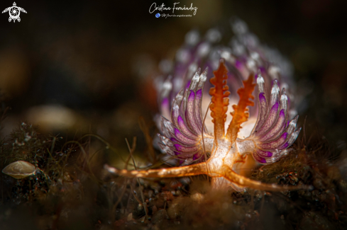 A Facelinid sp. | Nudibranch