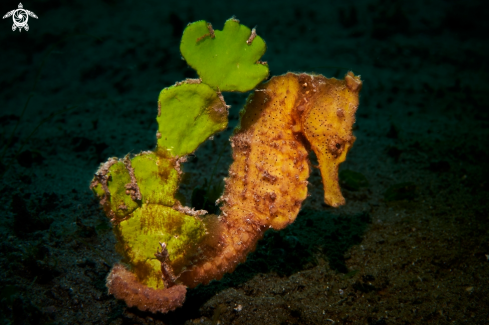 A SEAHORSE