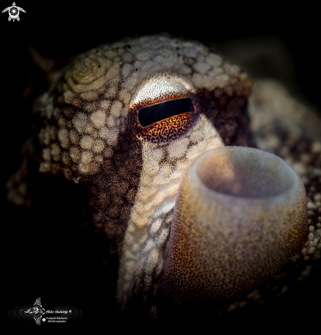 A Octopus