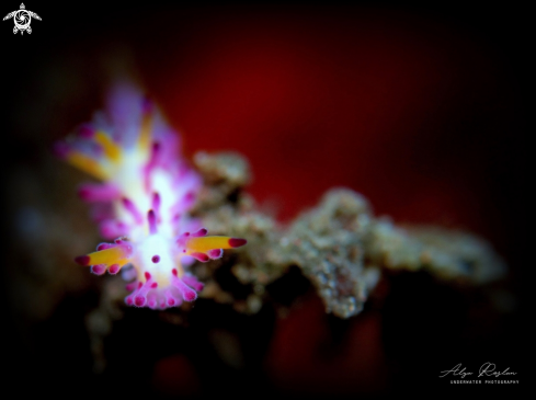 A Nudibranch