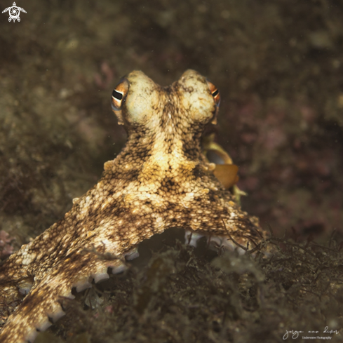 A Octopus vulgaris | Common octopus