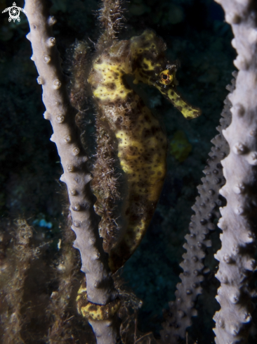 A Longsnout Seahorse