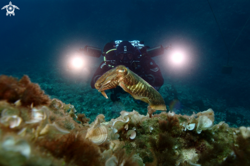 A Common cuttlefish