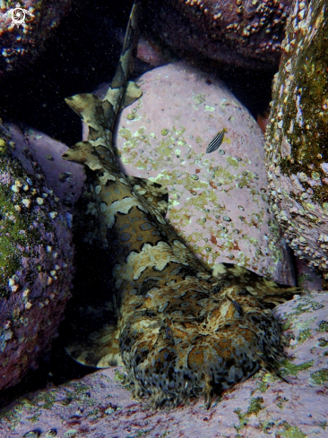 A Orectobolus ornatus | Banded wobbegong