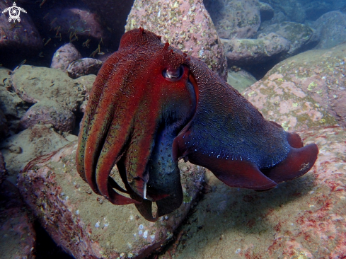 A Sepia apama | Australian giant cuttlefish