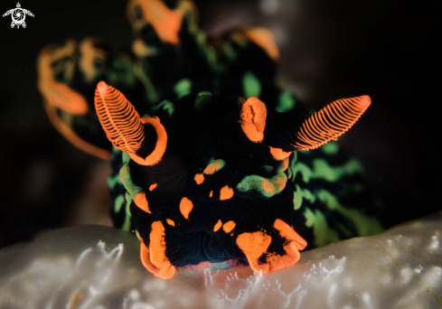 A Nudibranch