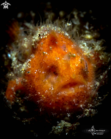 A Antennarius | Frogfish