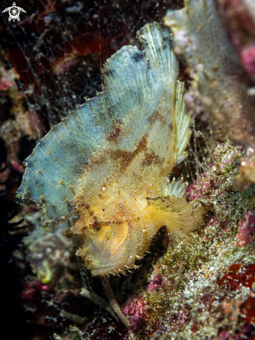 A Leaf Scorpionfish 