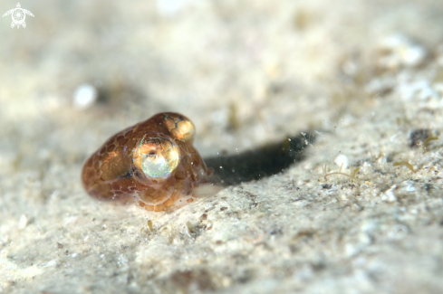 A Bobtail squid